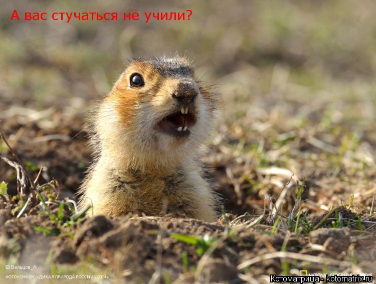 А вас стучаться не учили?... Котоматрица: А вас стучаться не учили?