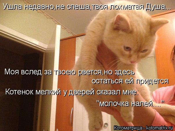 Ушла недавно,не спеша,твоя лохматая Душа... Моя вслед за твоею рвется,но здесь остаться ей придется К... Котоматрица: Ушла недавно,не спеша,твоя лохматая Душа... Моя вслед за твоею рвется,но здесь остаться ей придется Котенок мелкий у дверей сказал мне: "моло