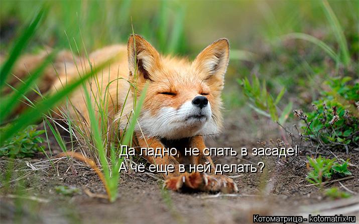 Да ладно, не спать в засаде! А чё еще в ней делать?... Котоматрица: Да ладно, не спать в засаде! А чё еще в ней делать?