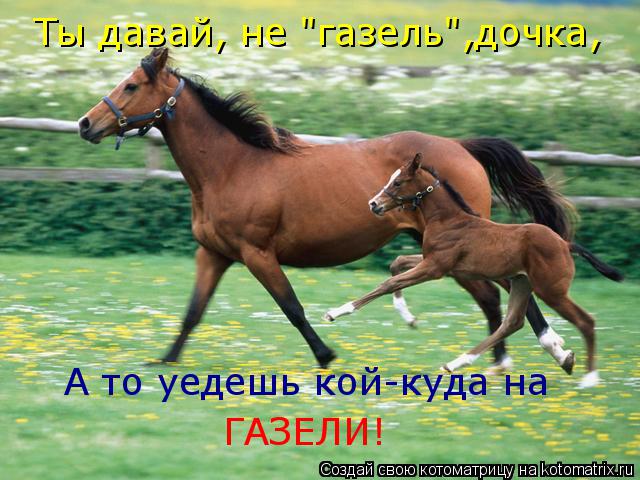 Ты давай, не "газель",дочка, А то уедешь кой-куда на ГАЗЕЛИ!... Котоматрица: Ты давай, не "газель",дочка, А то уедешь кой-куда на ГАЗЕЛИ!