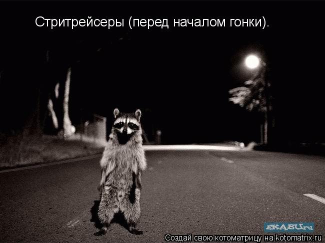 Стритрейсеры (перед началом гонки).... Котоматрица: Стритрейсеры (перед началом гонки).