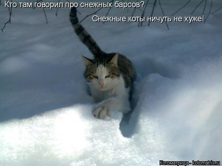 Кто там говорил про снежных барсов? Снежные коты ничуть не хуже!... Котоматрица: Кто там говорил про снежных барсов? Снежные коты ничуть не хуже!