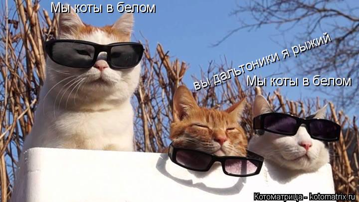 Мы коты в белом Мы коты в белом вы дальтоники я рыжий... Котоматрица: Мы коты в белом Мы коты в белом вы дальтоники я рыжий