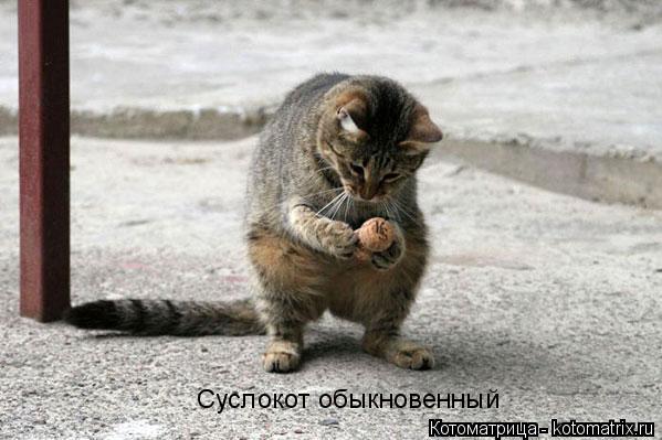 Суслокот обыкновенный... Котоматрица: Суслокот обыкновенный