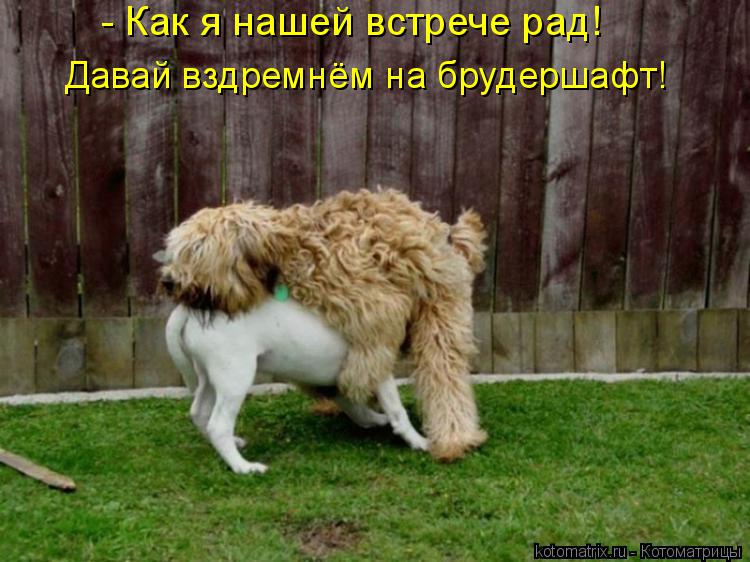 - Как я нашей встрече рад! Давай вздремнём на брудершафт!... Котоматрица: - Как я нашей встрече рад! Давай вздремнём на брудершафт!