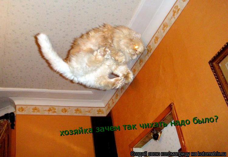хозяйка зачем так чихать надо было?... Котоматрица: хозяйка зачем так чихать надо было?