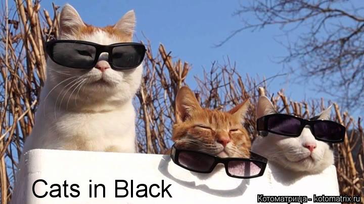 Cats in Black... Котоматрица: Cats in Black