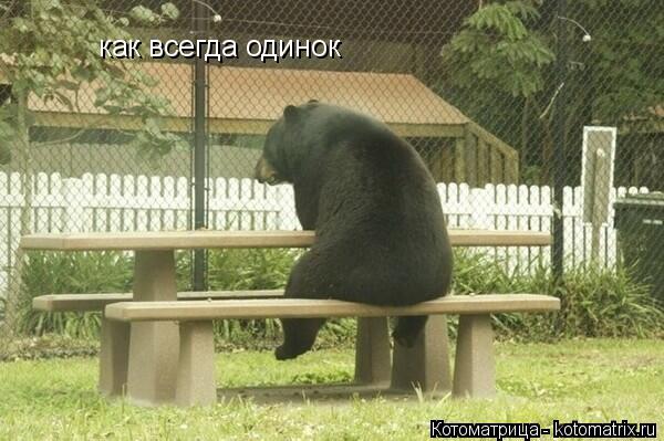 как всегда одинок... Котоматрица: как всегда одинок