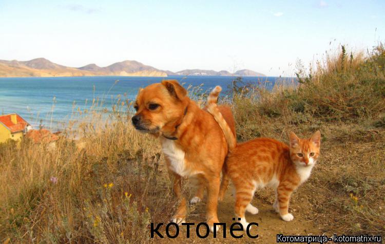котопёс... Котоматрица: котопёс