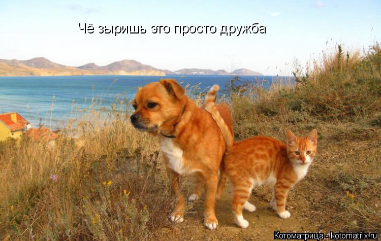 Чё зыришь это просто дружба... Котоматрица: Чё зыришь это просто дружба
