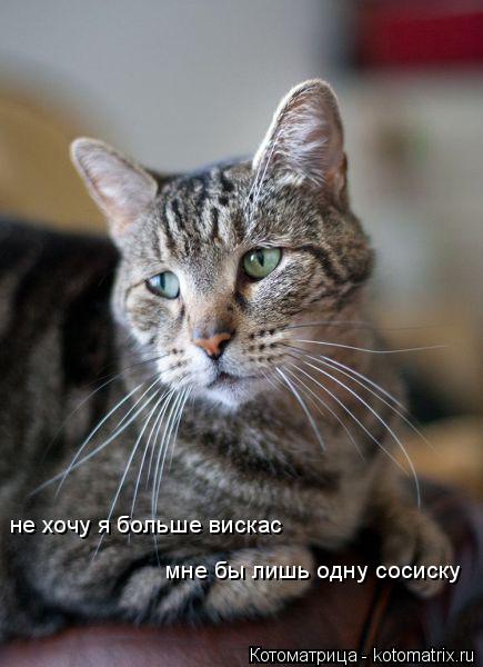 не хочу я больше вискас мне бы лишь одну сосиску... Котоматрица: не хочу я больше вискас мне бы лишь одну сосиску