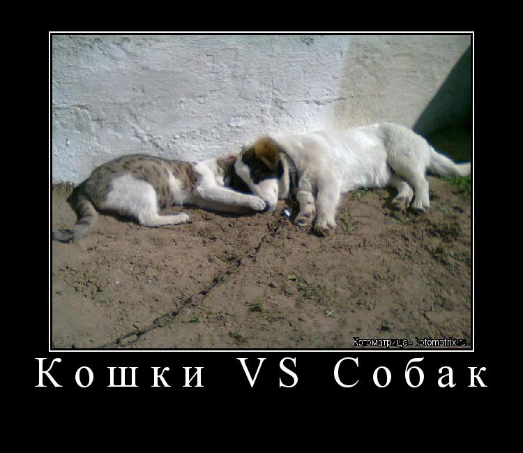 Котоматрица: Кошки VS Собак 