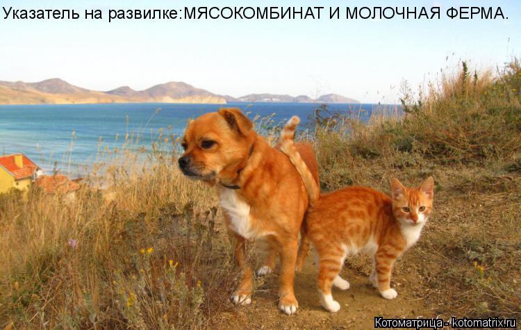Котоматрица: Указатель на развилке:МЯСОКОМБИНАТ И МОЛОЧНАЯ ФЕРМА.