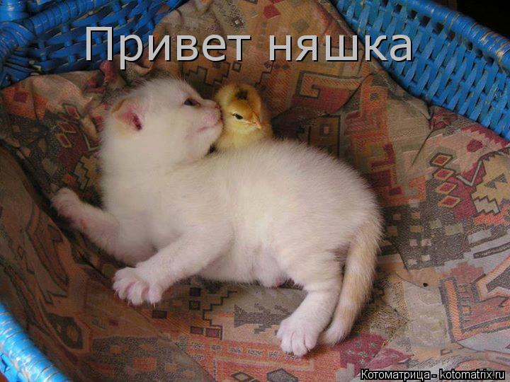 Котоматрица: Привет няшка