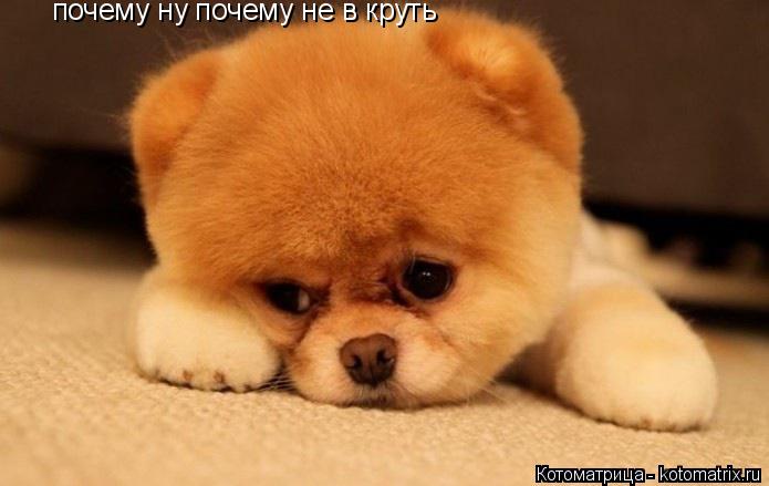 Котоматрица: почему ну почему не в круть почему ну почему не в круть
