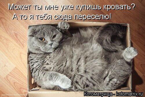 Котоматрица: Может ты мне уже купишь кровать? А то я тебя сюда переселю!