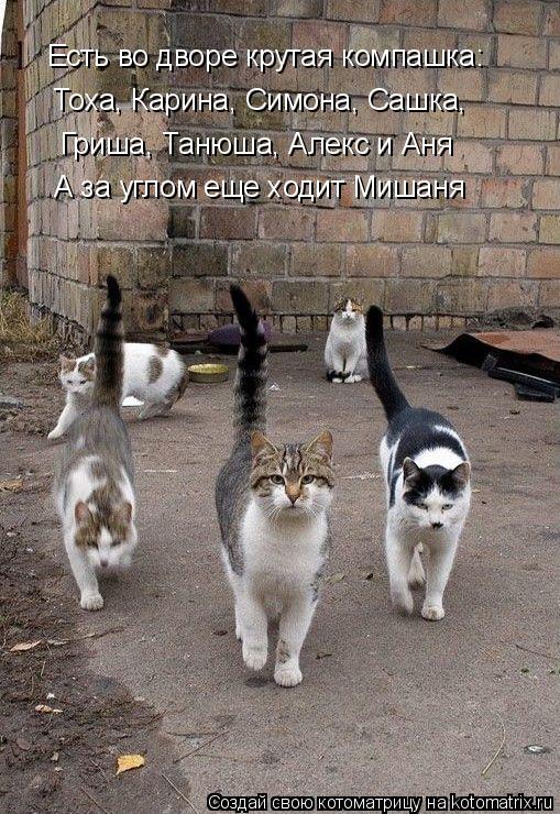 Котоматрица: Есть во дворе крутая компашка: Тоха, Карина, Симона, Сашка, Гриша, Танюша, Алекс и Аня А за углом еще ходит Мишаня