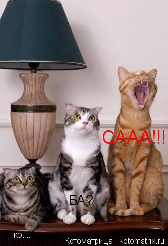 Котоматрица: КОЛ... БА? СААА!!!