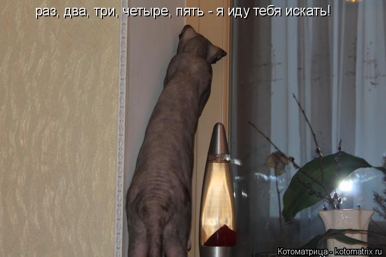 Котоматрица: раз, два, три, четыре, пять - я иду тебя искать!