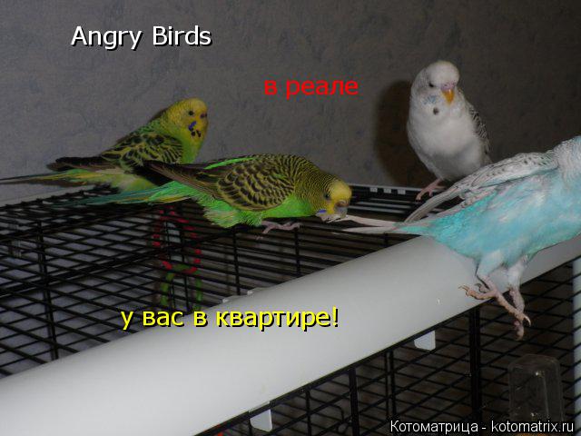 Angry Birds в реале у вас в квартире!... Котоматрица: Angry Birds в реале у вас в квартире!