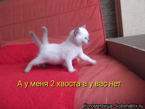 Котоматрица: А у меня 2 хвоста а у вас нет