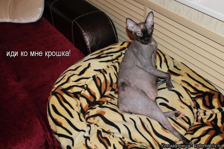 Котоматрица: иди ко мне крошка!