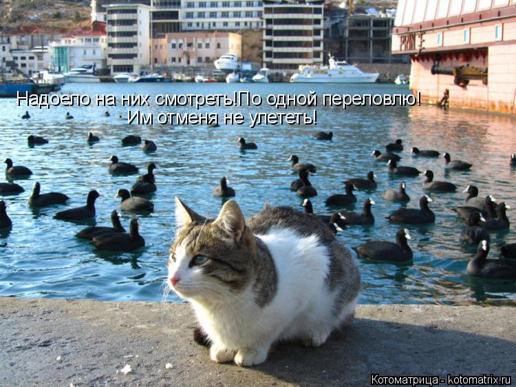 Надоело на них смотреть!По одной переловлю! Им отменя не улететь!... Котоматрица: Надоело на них смотреть!По одной переловлю! Им отменя не улететь!