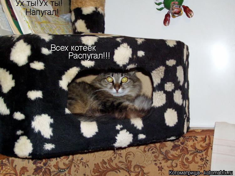 Ух ты!Ух ты! Напугал! Всех котеек Распугал!!!... Котоматрица: Ух ты!Ух ты! Напугал! Всех котеек Распугал!!!