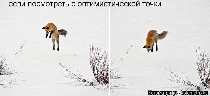 Котоматрица: если посмотреть с оптимистической точки  если посмотреть с оптимистической точки