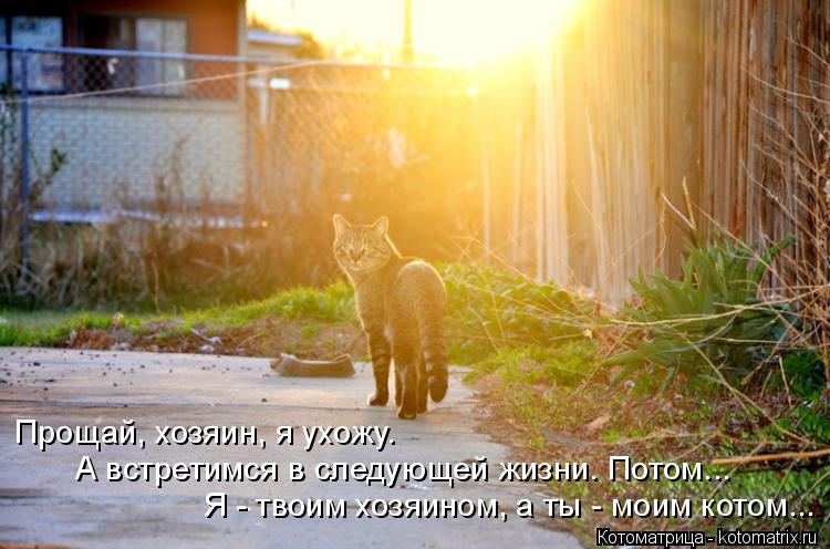 Котоматрица: Прощай, хозяин, я ухожу. Я - твоим хозяином, а ты - моим котом... А встретимся в следующей жизни. Потом...