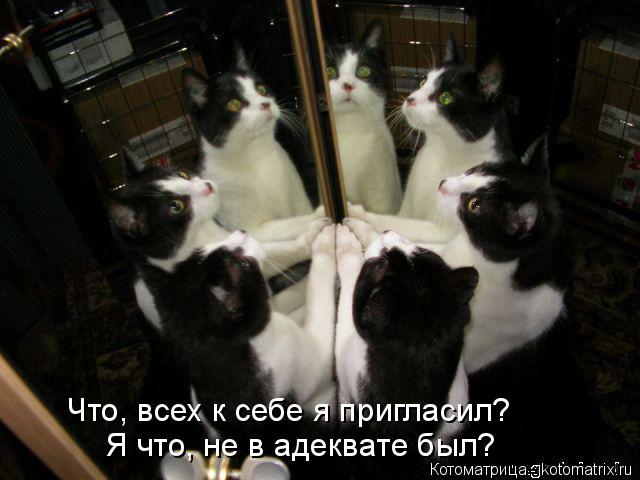 Котоматрица: Что, всех к себе я пригласил? Я что, не в адеквате был?