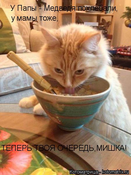 Котоматрица: У Папы - Медведя похлебали, у мамы тоже, ТЕПЕРЬ ТВОЯ ОЧЕРЕДЬ,МИШКА!