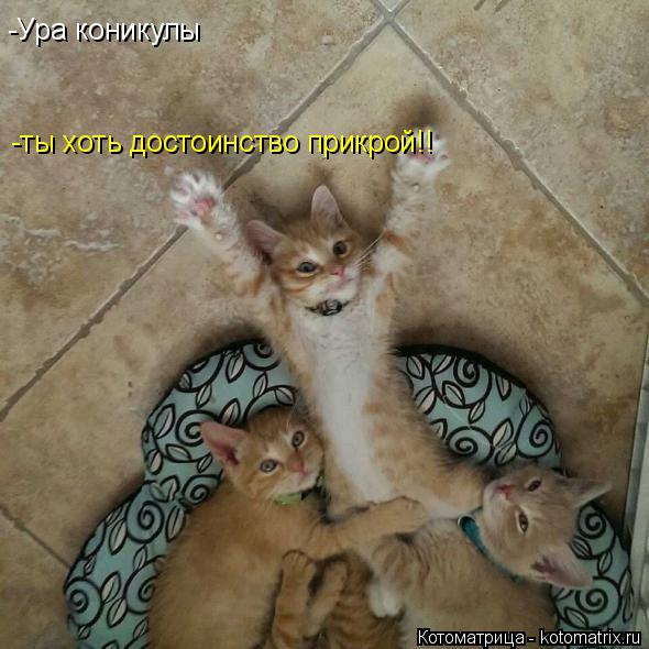 Котоматрица: -Ура коникулы -ты хоть достоинство прикрой!!