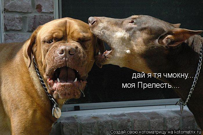 Котоматрица: дай я тя чмокну.... моя Прелесть....