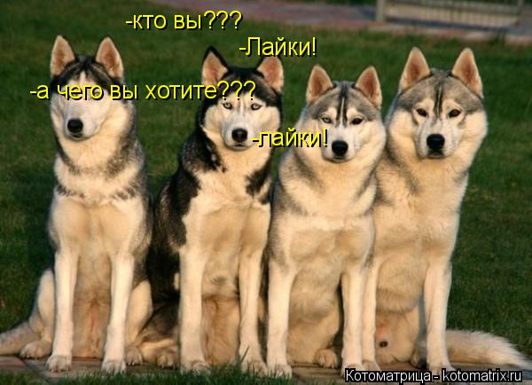 Котоматрица: -кто вы??? -Лайки! -а чего вы хотите??? -лайки!