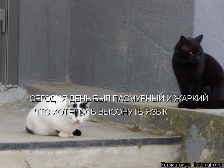 Котоматрица: СЕГОДНЯ ДЕНЬ БЫЛ ПАСМУРНЫЙ И ЖАРКИЙ ЧТО ХОТЕЛОСЬ ВЫСОНУТЬ ЯЗЫК