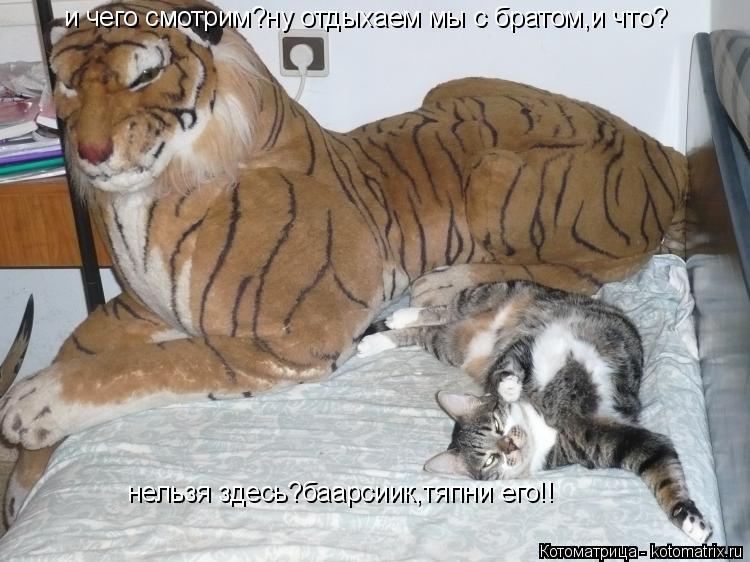 Котоматрица: и чего смотрим?ну отдыхаем мы с братом,и что? нельзя здесь?баарсиик,тяпни его!!