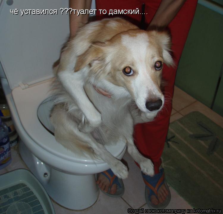 Котоматрица: чё уставился ???туалет то дамский....