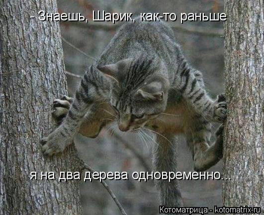 Котоматрица: - Знаешь, Шарик, как-то раньше я на два дерева одновременно...
