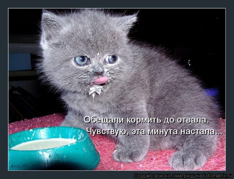 Котоматрица: Обещали кормить до отвала Чувствую, эта минута настала... Обещали кормить до отвала.