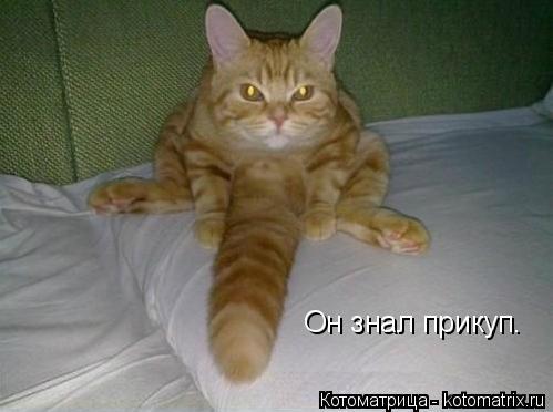 Он знал прикуп.... Котоматрица: Он знал прикуп.