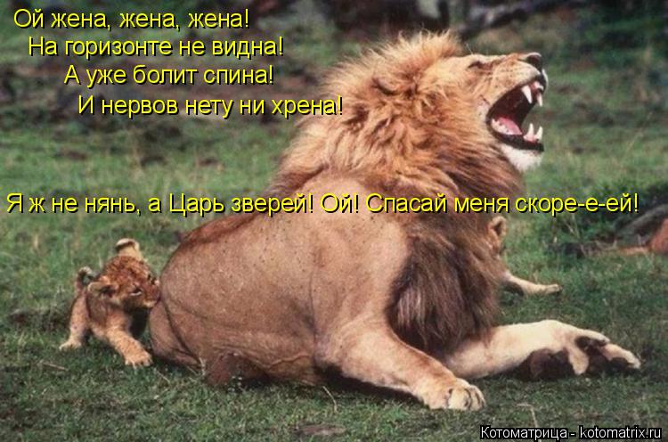 Котоматрица: Ой жена, жена, жена! На горизонте не видна! А уже болит спина! И нервов нету ни хрена! Я ж не нянь, а Царь зверей! Ой! Спасай меня скоре-е-ей!