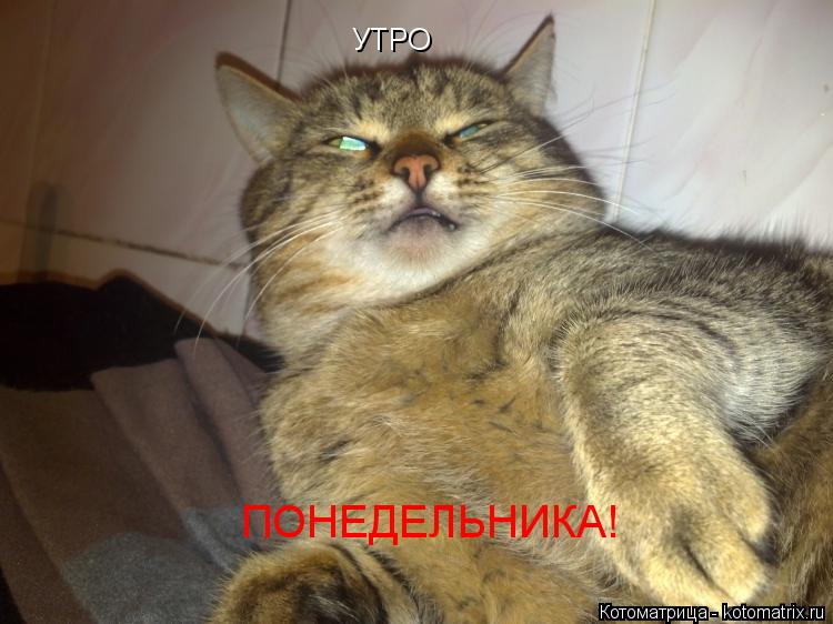 Котоматрица: УТРО ПОНЕДЕЛЬНИКА!