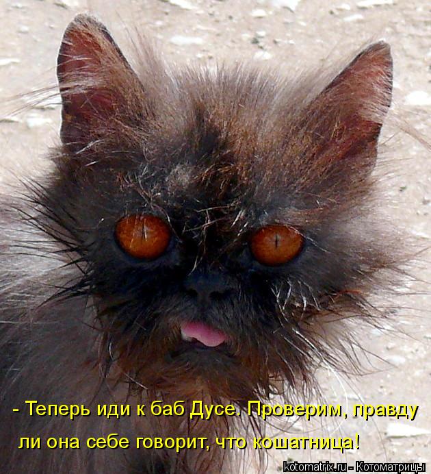 Котоматрица: - Теперь иди к баб Дусе. Проверим, правду ли она себе говорит, что кошатница!
