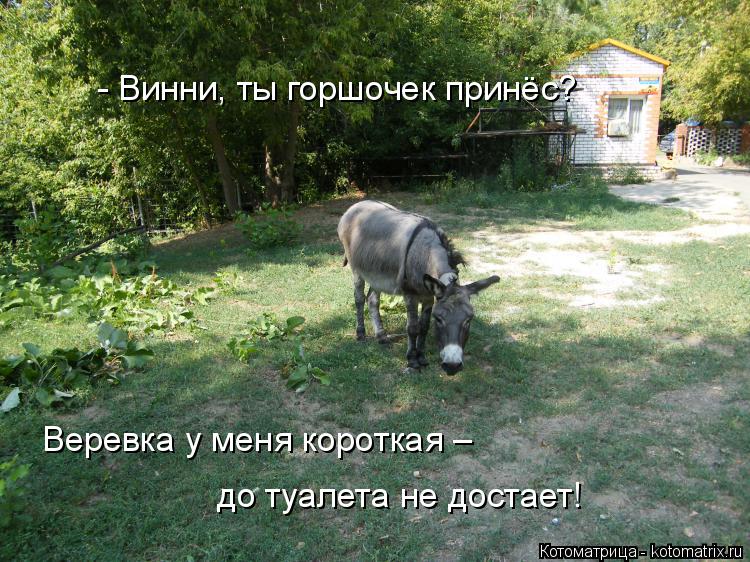 Котоматрица: - Винни, ты горшочек принёс?  Веревка у меня короткая – до туалета не достает!