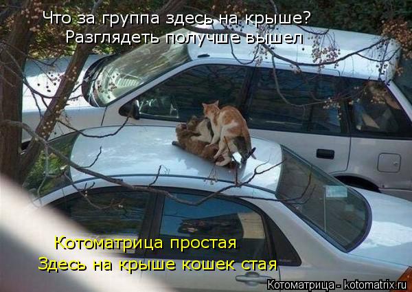 Что за группа здесь на крыше? Разглядеть получше вышел Котоматрица простая Здесь на крыше кошек стая... Котоматрица: Что за группа здесь на крыше? Разглядеть получше вышел Котоматрица простая Здесь на крыше кошек стая