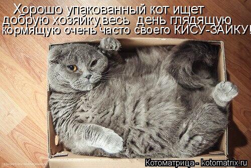 Хорошо упакованный кот ищет добрую хозяйку,весь день глядящую добрую хозяйку,весь день глядящую к... Котоматрица: Хорошо упакованный кот ищет добрую хозяйку,весь день глядящую добрую хозяйку,весь день глядящую кормящую очень часто своего КИСУ-ЗАЙКУ!