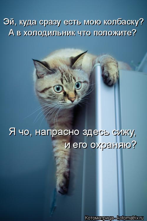 Котоматрица: Я чо, напрасно здесь сижу,  и его охраняю? А в холодильник что положите? Эй, куда сразу есть мою колбаску?