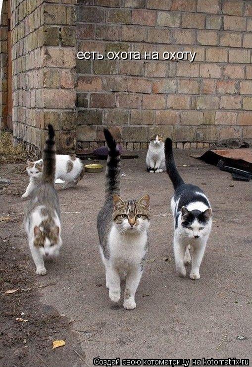Котоматрица: есть охота на охоту есть охота на охоту