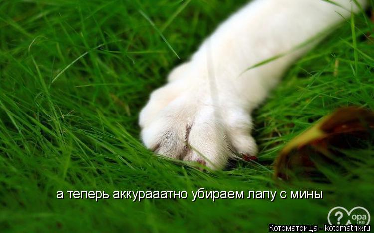 Котоматрица: а теперь аккурааатно убираем лапу с мины